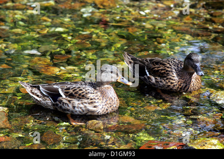 Deux Canards colvert femelle nager dans un étang de Sussex Banque D'Images