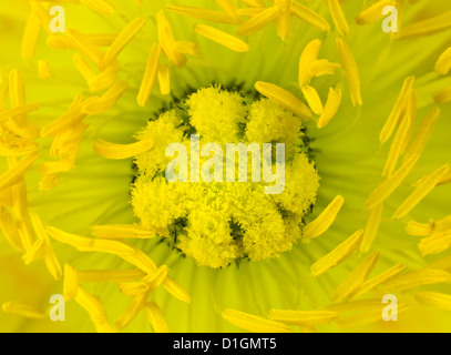 Macro Big Close-up de fleur de pavot jaune Centre. Fleur fond jaune Banque D'Images