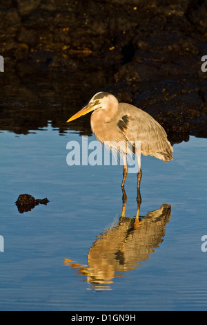 Grand héron (Ardea herodias), Cerro Dragon, l'île de Santa Cruz, Galapagos, UNESCO World Heritge Site, Equateur Banque D'Images