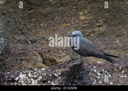 Noddi brun (Anous stolidus), Isabela Island, îles Galapagos, UNESCO World Heritge Site, Equateur, Amérique du Sud Banque D'Images