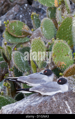 Swallow-tailed gull (Creagrus furcatus), l'île de Genovesa, îles Galapagos, UNESCO World Heritge Site, Equateur, Amérique du Sud Banque D'Images
