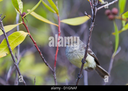 Paruline adultes Certhidea olivacea) (Finch, l'île de Santiago, îles Galapagos, UNESCO World Heritge Site, Equateur, Amérique du Sud Banque D'Images