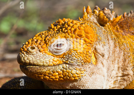 Iguane terrestre des Galapagos, (Conolophus subcristatus), l'île de Santa Cruz, Galapagos, UNESCO World Heritge Site, Equateur Banque D'Images