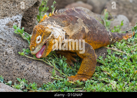 Iguane terrestre des Galapagos (Conolophus subcristatus), de l'île Seymour Nord, îles Galapagos, UNESCO World Heritge Site, Equateur Banque D'Images