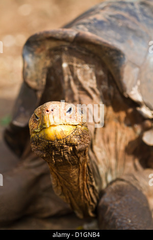 Tortue géante des Galapagos en captivité (Geochelone elephantopus), Charles Darwin Research Station, îles Galapagos, Equateur Banque D'Images