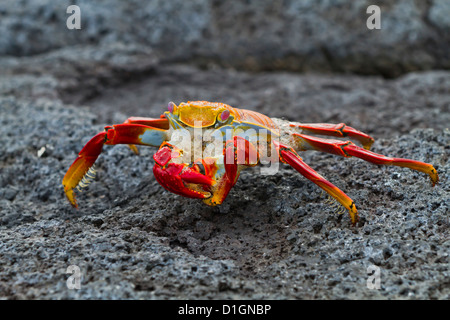 Sally Lightfoot crab (Grapsus grapsus), l'île de Fernandina, îles Galapagos, UNESCO World Heritage Site, Equateur, Amérique du Sud Banque D'Images
