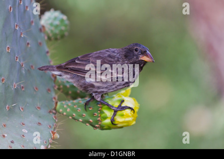 Cactus adultes finch (Geospiza scandens), l'île de Santa Cruz, Galapagos, UNESCO World Heritage Site, Equateur, Amérique du Sud Banque D'Images