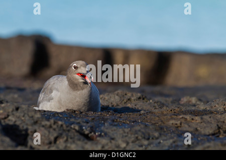 Lava gull (leucophaeus fuliginosus), Cerro Brujo, San Cristobal Island, îles Galapagos, Equateur, Amérique du Sud Banque D'Images