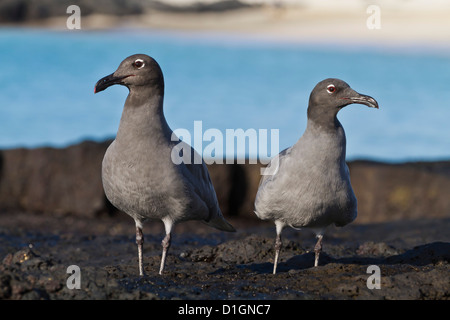 Les mouettes de lave (leucophaeus fuliginosus), Cerro Brujo, San Cristobal Island, îles Galapagos, Equateur, Amérique du Sud Banque D'Images