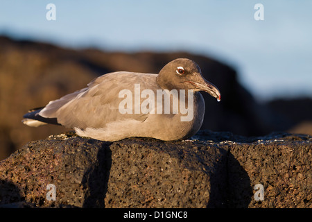 Lava gull (leucophaeus fuliginosus), Cerro Brujo, San Cristobal Island, îles Galapagos, Equateur, Amérique du Sud Banque D'Images