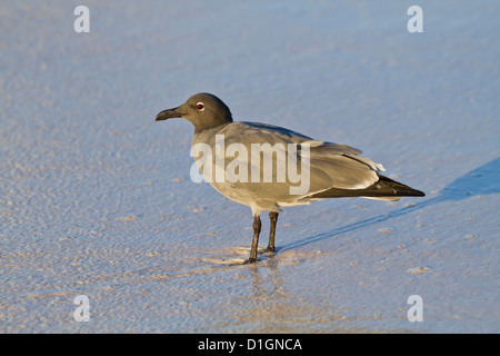 Lava gull (leucophaeus fuliginosus), Cerro Brujo, San Cristobal Island, îles Galapagos, Equateur, Amérique du Sud Banque D'Images