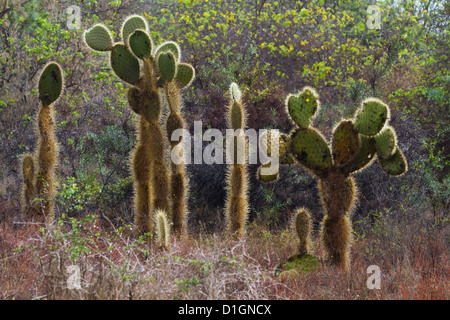 Cactus Opuntia, Opuntia echios, Cerro Dragon, l'île de Santa Cruz, Galapagos, UNESCO World Heritage Site, Equateur, Amérique du Sud Banque D'Images