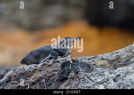 Galapagos adultes (Spheniscus mendiculus), Isabela Island, îles Galapagos, Equateur, Amérique du Sud Banque D'Images