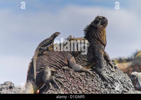 Iguane marin des Galapagos (Amblyrhynchus cristatus), l'île de Fernandina, îles Galapagos, Equateur, Amérique du Sud Banque D'Images
