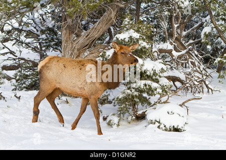 Le wapiti, Cervus canadensis, wapiti, Rive Sud, le Parc National du Grand Canyon, Arizona, États-Unis d'Amérique, Amérique du Nord Banque D'Images