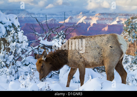 Le wapiti (Cervus canadensis) (wapiti), Rive Sud, le Parc National du Grand Canyon, Arizona, États-Unis d'Amérique, Amérique du Nord Banque D'Images