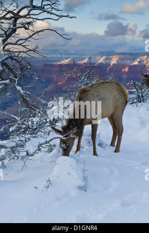 Le wapiti (Cervus canadensis) (wapiti), Rive Sud, le Parc National du Grand Canyon, Arizona, États-Unis d'Amérique, Amérique du Nord Banque D'Images