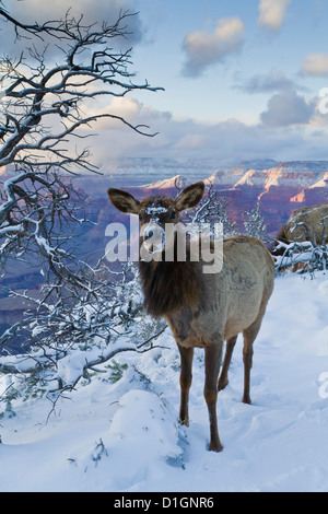 Le wapiti (Cervus canadensis) (wapiti), Rive Sud, le Parc National du Grand Canyon, Arizona, États-Unis d'Amérique, Amérique du Nord Banque D'Images