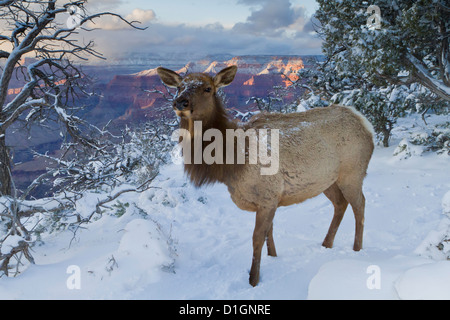 Le wapiti (Cervus canadensis) (wapiti), Rive Sud, le Parc National du Grand Canyon, Arizona, États-Unis d'Amérique, Amérique du Nord Banque D'Images