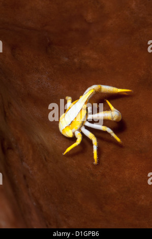 L'accroupissement élégant le homard (Allogalathea elegans), Sulawesi, Indonésie, Asie du Sud, Asie Banque D'Images