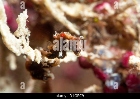 Hippocampe pygmée (hippocampe pontohi), Sulawesi, Indonésie, Asie du Sud, Asie Banque D'Images