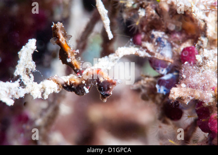 Hippocampe pygmée (hippocampe pontohi), Sulawesi, Indonésie, Asie du Sud, Asie Banque D'Images