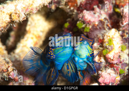 Mandarinfish (Synchiropus splendidus), Sulawesi, Indonésie, Asie du Sud, Asie Banque D'Images