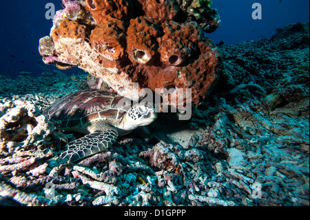 La tortue verte (Chelonia mydas), Sulawesi, Indonésie, Asie du Sud, Asie Banque D'Images