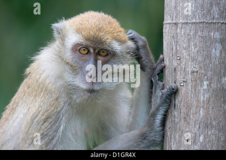 Singe pensif, la Malaisie. Banque D'Images