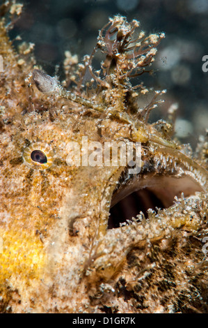 Poisson grenouille poilue (Antennarius striatus), Sulawesi, Indonésie, Asie du Sud, Asie Banque D'Images