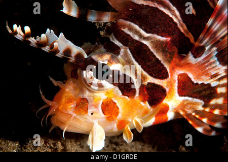 Lionfis Dendrochirus Zebra (zebra), Sulawesi, Indonésie, Asie du Sud, Asie Banque D'Images