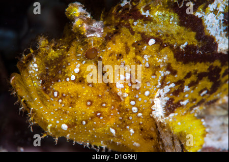 Taenianotus triacanthus scorpénidés (feuilles), Sulawesi, Indonésie, Asie du Sud, Asie Banque D'Images