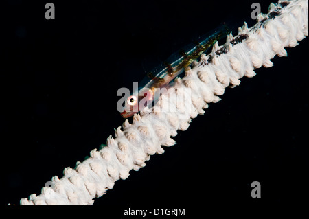Sur le fil (Bryaninops yongei corail), Sulawesi, Indonésie, Asie du Sud, Asie Banque D'Images