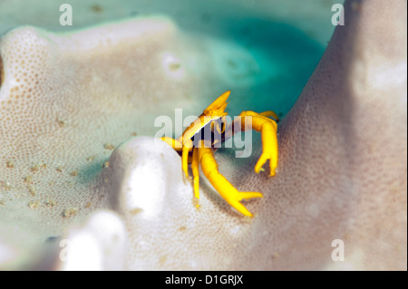 L'accroupissement élégant le homard (Allogalathea elegans), Sulawesi, Indonésie, Asie du Sud, Asie Banque D'Images