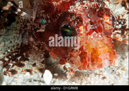 Dendrochirus brachypterus (poisson-papillon taupes), Sulawesi, Indonésie, Asie du Sud, Asie Banque D'Images