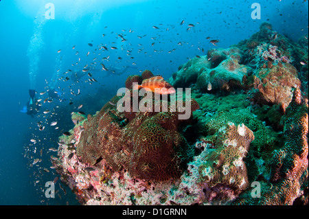 Le mérou à Chumporn Pinnacle, Thaïlande, Asie du Sud, Asie Banque D'Images