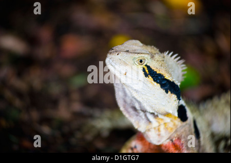 L'eau de l'Est de l'Australie (Physignathus lesueurii dragon) dans les Jardins Botaniques de Brisbane, Queensland, Australie, Pacifique Banque D'Images