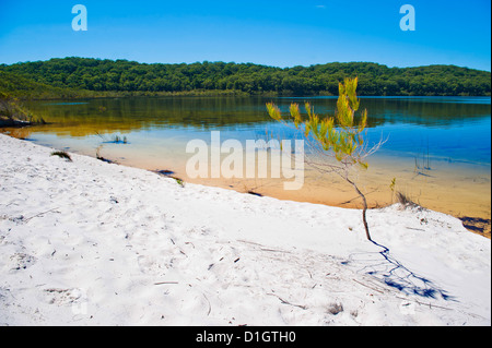 Plage de sable blanc au Lac McKenzie, Fraser Island, UNESCO World Heritage Site, Queensland, Australie, Pacifique Banque D'Images