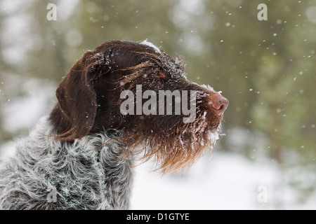 L'allemand à pointeur à poil dans la neige. Banque D'Images