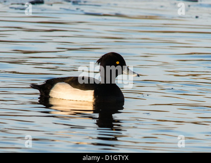 Fuligule morillon sur Linlithgow Loch Banque D'Images