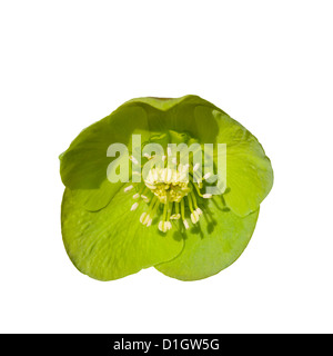 Helleborus Virdis ' ' Green Hellebore pied Ours Banque D'Images