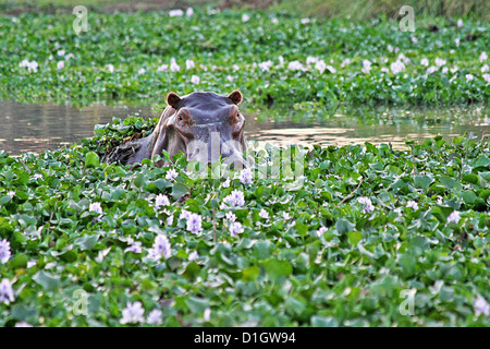 Un hippopotame regarder parmi les jacinthes d'eau Banque D'Images