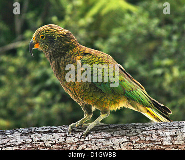 Une rare Kea Banque D'Images