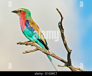 Le lilas- breasted Roller Banque D'Images