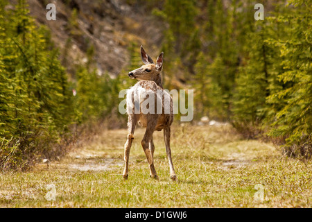 Le Cerf mulet, Jasper National Park Banque D'Images