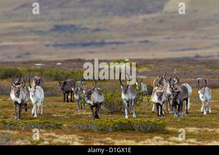 Tagged Renne (Rangifer tarandus) troupeau migrateur sur la toundra en automne, Jämtland, Suède, Scandinavie Banque D'Images