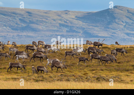 Le renne (Rangifer tarandus) troupeau avec bois couverts en velours de pâturage sur la toundra en automne, Jämtland, Suède, Scandinavie Banque D'Images