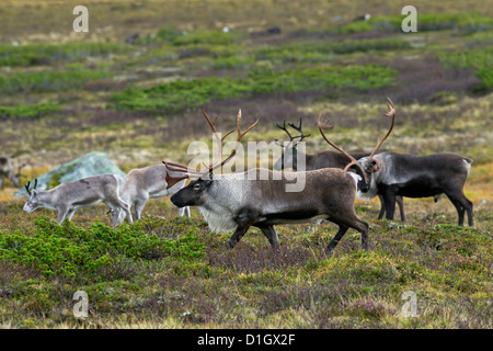 Le renne (Rangifer tarandus) troupeau sur la toundra en automne, Jämtland, Suède, Scandinavie Banque D'Images