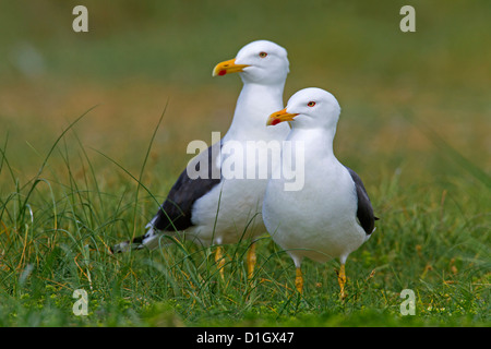 Moindre Goéland marin (Larus fuscus) paire dans le long des dunes de la côte de la mer du Nord Banque D'Images