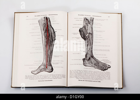 Gravures sur bois dans un ouvrage médical, illustration des nerfs dans une jambe humaine, Banque D'Images